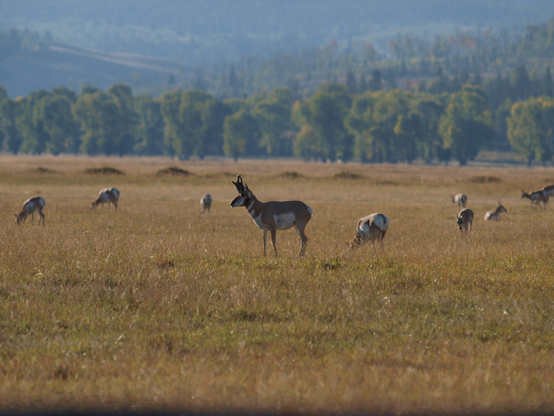 yellowstone_ss_10_076.JPG