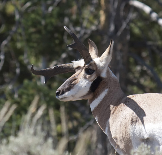 yellowstone_ss_10_077.jpg