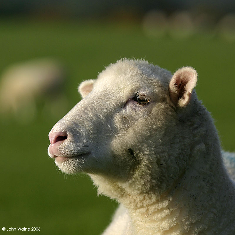 Baaaa-keh 1