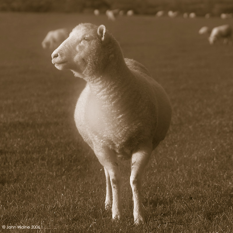 Gimmer