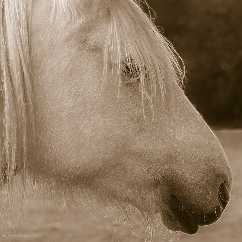 In Profile
