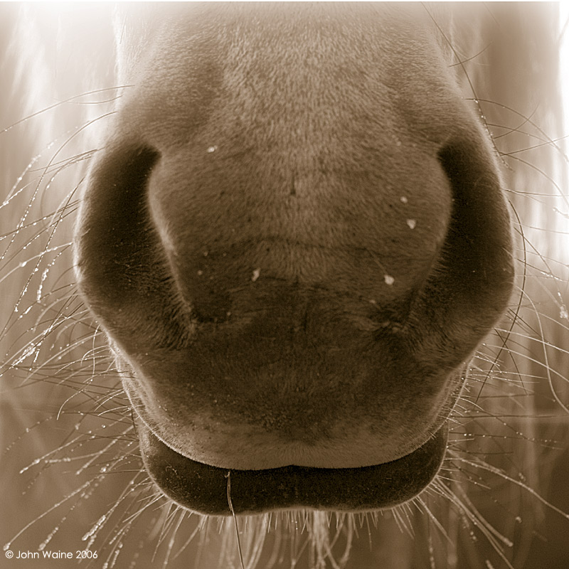 Whiskers & Ice