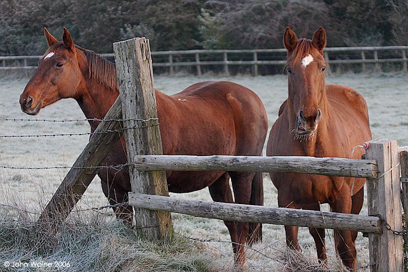 Equine Candid