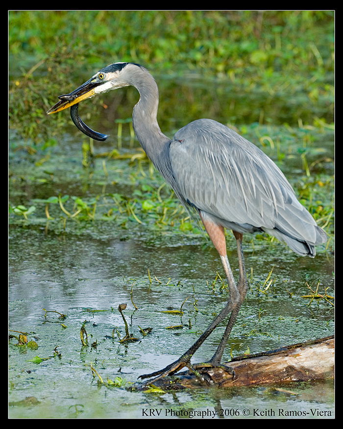 _KRV2334 Great Blue Heron web.jpg