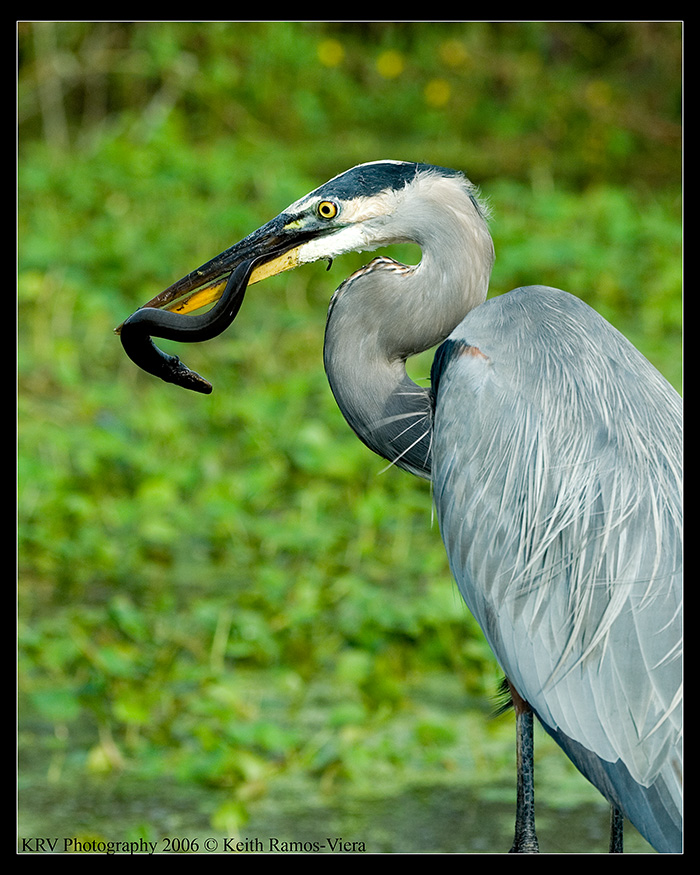 _KRV2359 Great Blue Heron web.jpg
