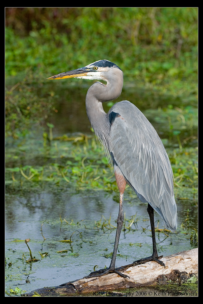 _KRV2367 Great Blue Heron web.jpg
