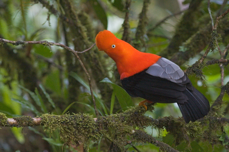 Andean Cock-of-the-rock - Rupicola peruvianus