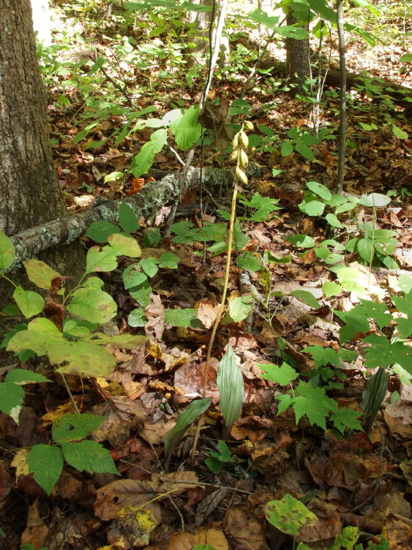Aplectrum hyemale in fruit with new leaves just up