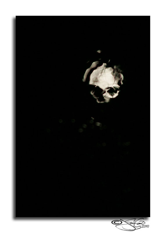 296<br>Wicked Moon