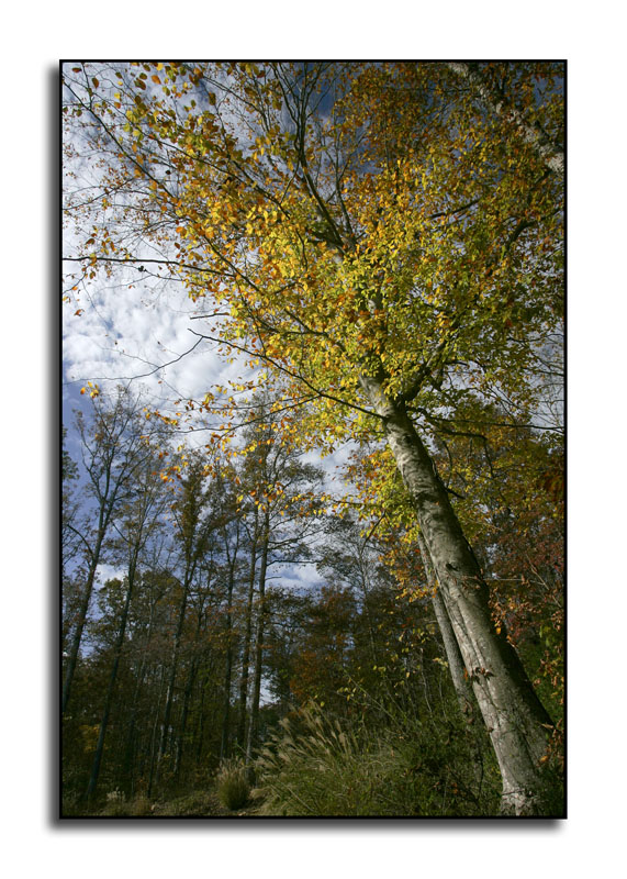 297<br>Beech Hill