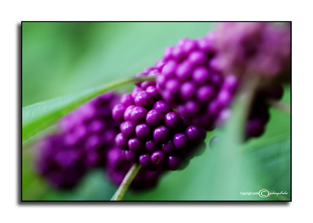 Purpod Berries