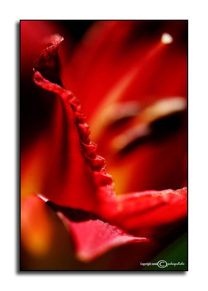 Lady in Red