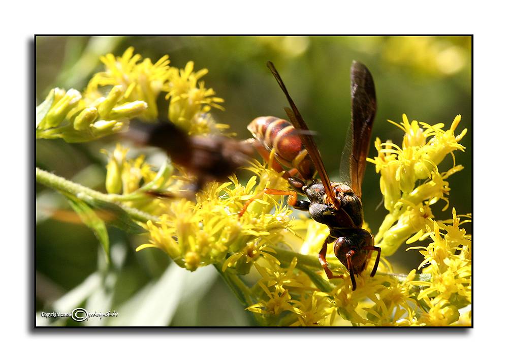 Wasp on Goldenrod
