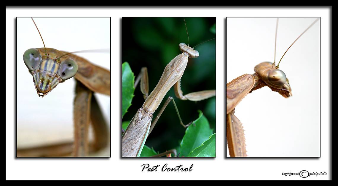Pest Control