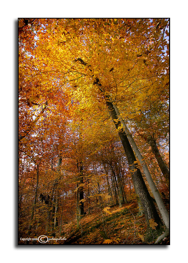 Walk in the Woods