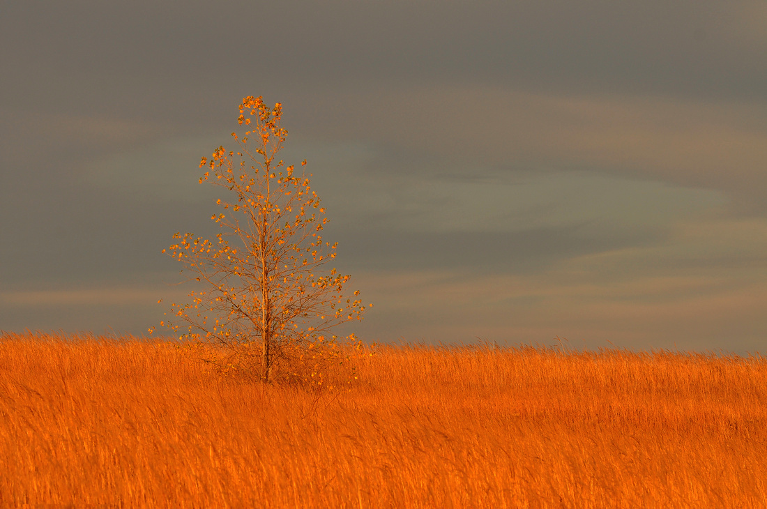 Lone Tree with Fall Colors