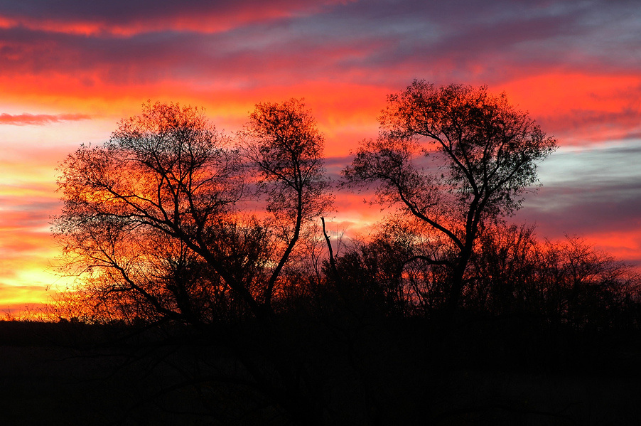 Sunrise with Trees