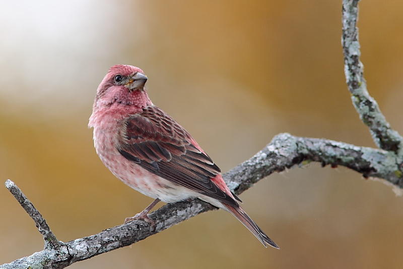 Roselin pourpr, Purple Finch