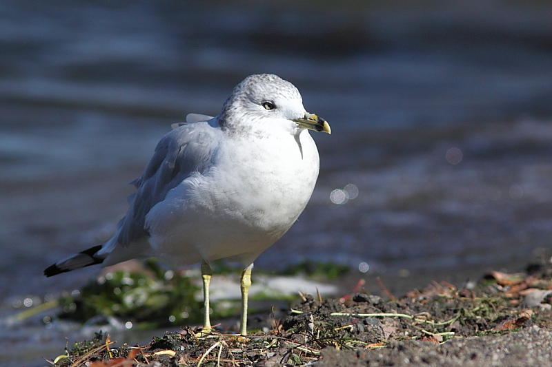 Goland  bec cercl, Ring-billed Gull