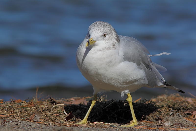 Goland  bec cercl, Ring-billed Gull