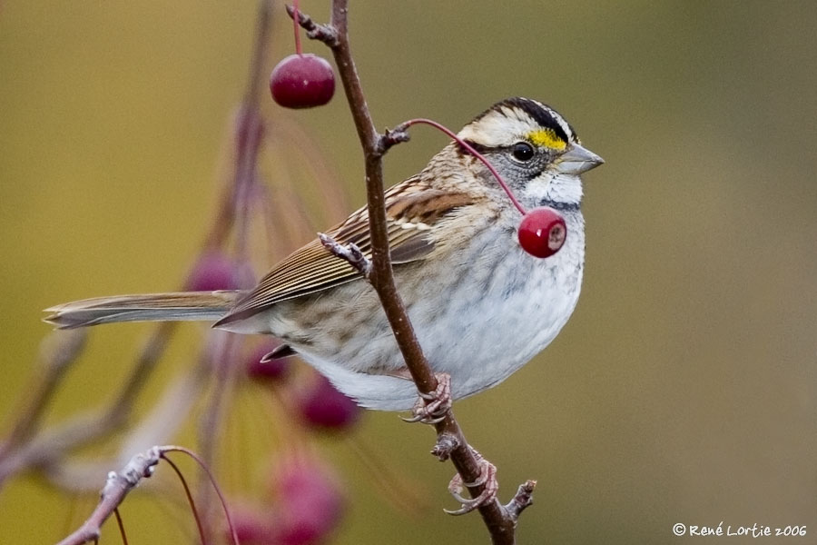 21 octobre 2006  Bruant  gorge blanche / White-throated Sparrow