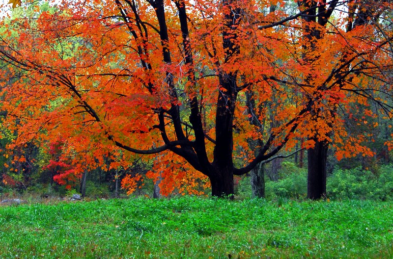 orange and green