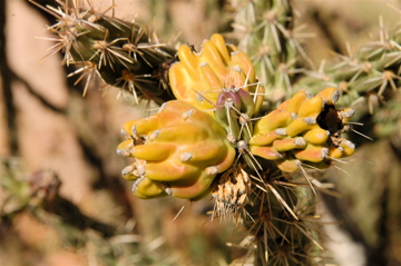 Cactus at Bandelier