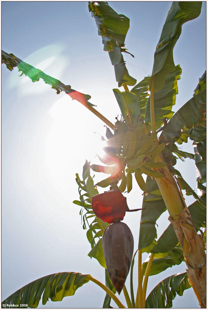 Bananatree with sun shining through