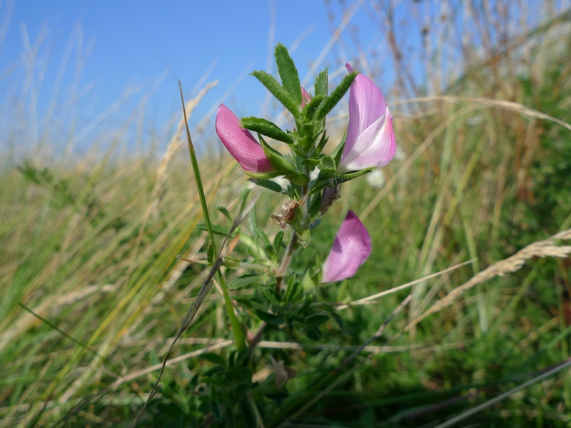 Ononis repens subsp. spinosa