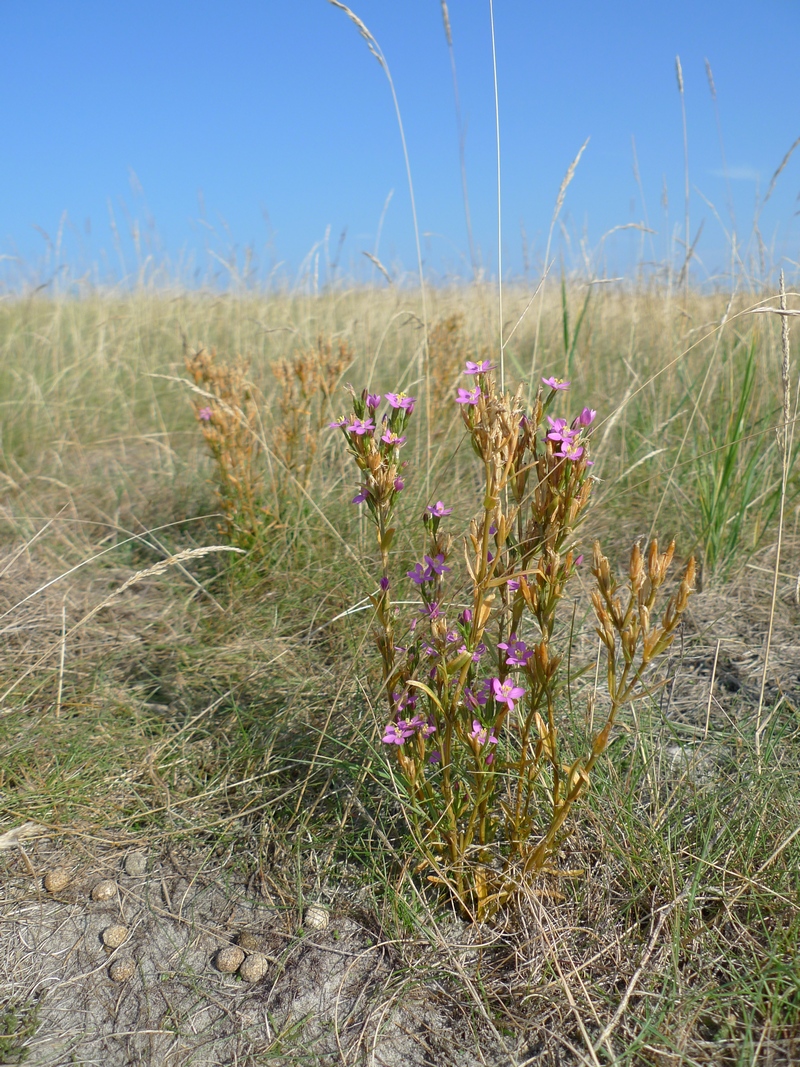 Centaurium littorale