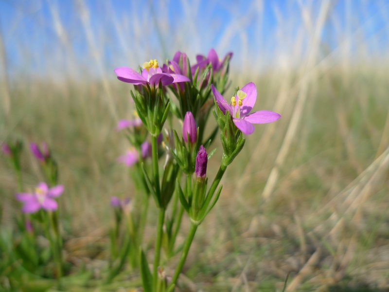 Centaurium littorale