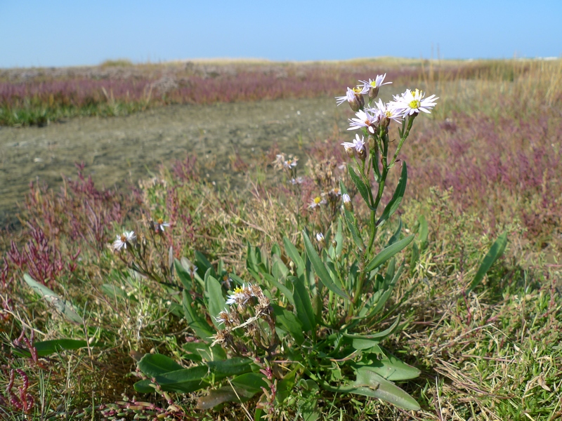 Aster tripolium