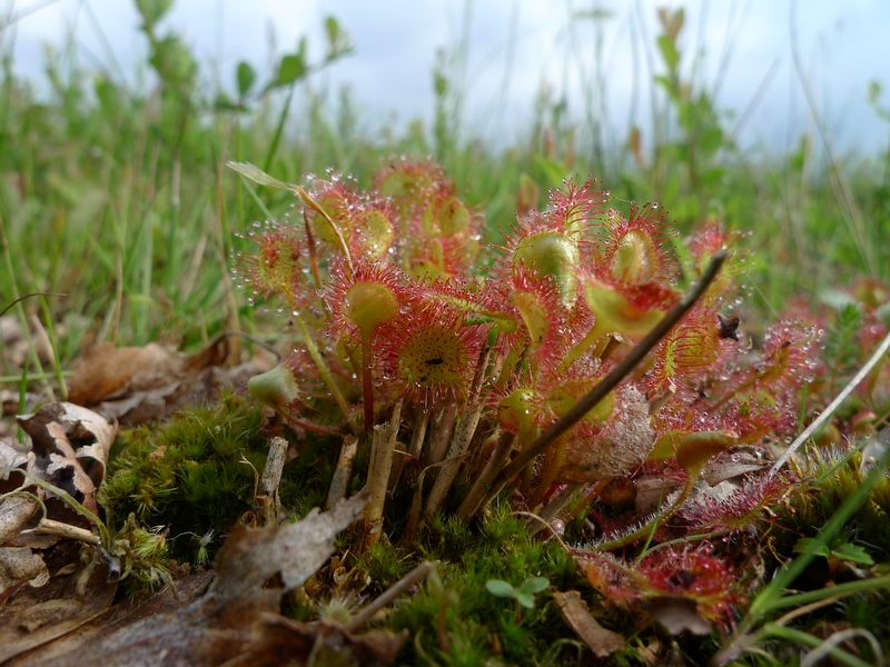 Drosera rotundifolia