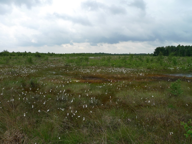 Haaksbergerveen