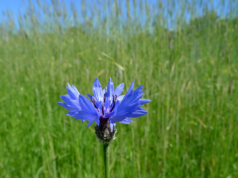 Korenbloem