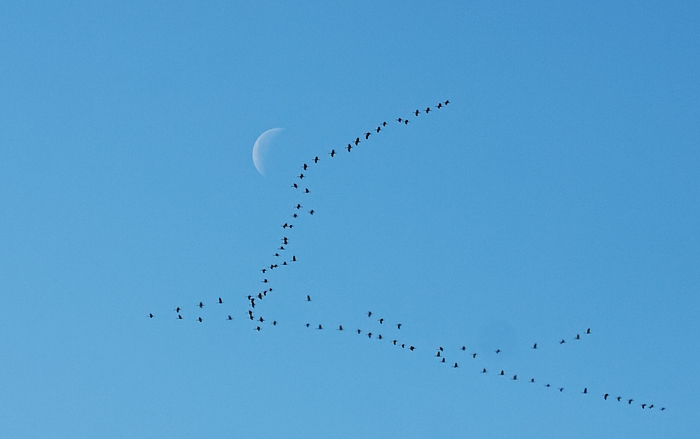 sandhill cranes and moon_6758.jpg