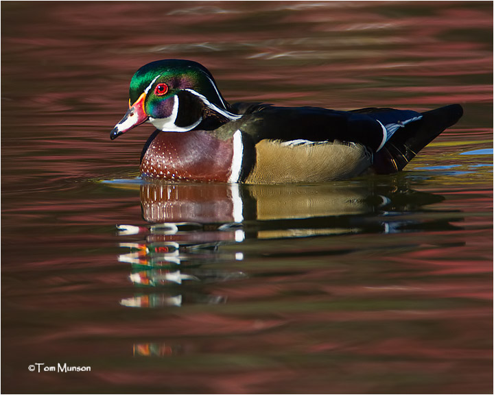  Wood Duck