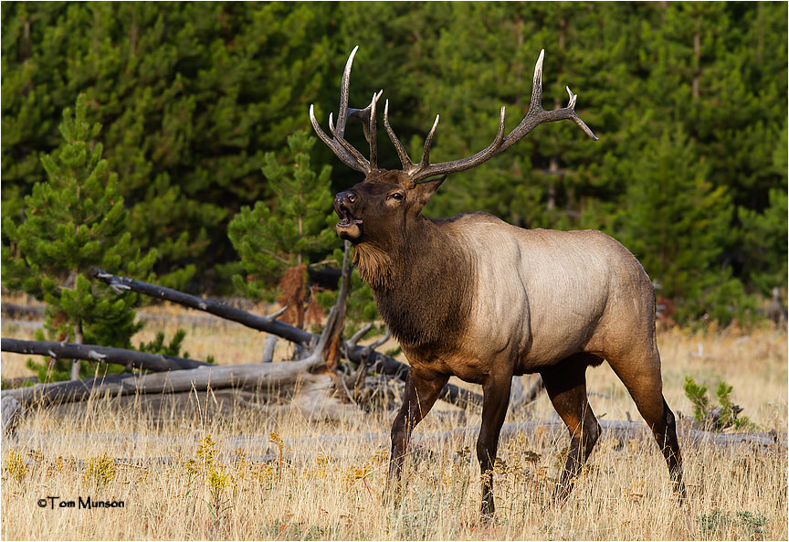  Elk