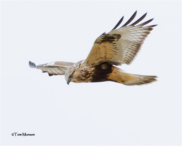  Rough-legged Hawk 