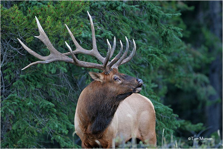 Elk