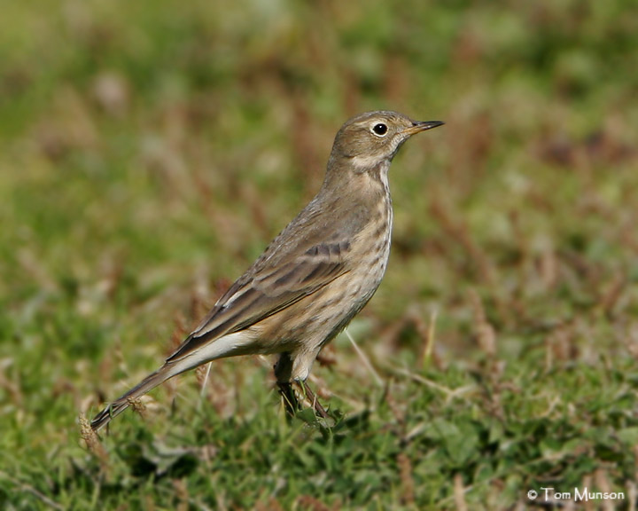 American Pipit