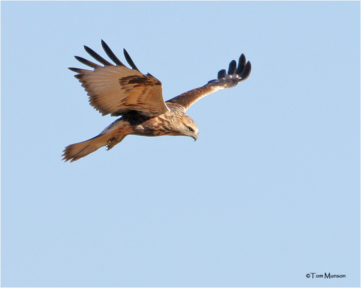 Rough-legged Hawk