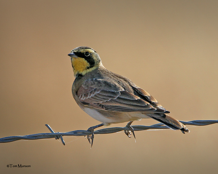 Horned Lark
