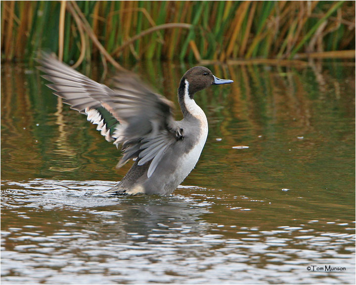 Northern Pintail