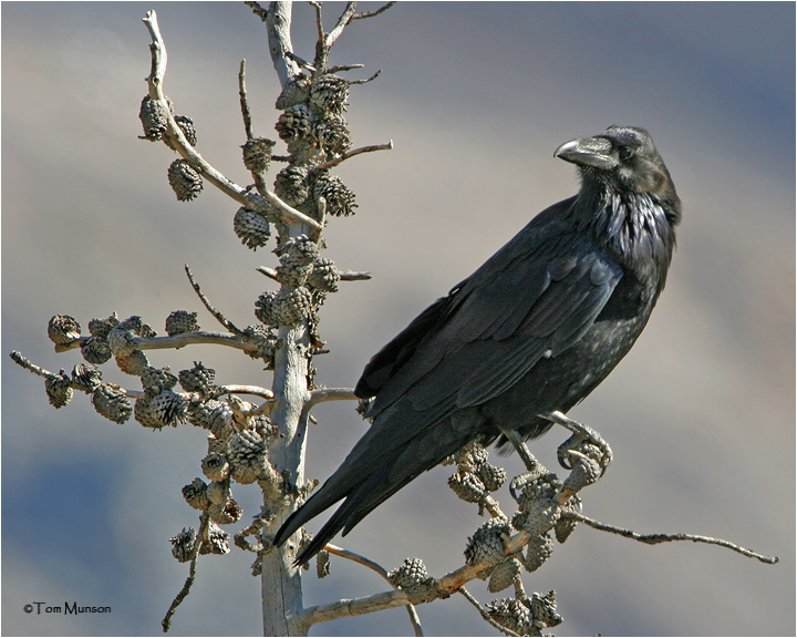   Common Raven 