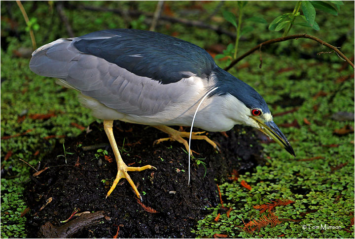  Black-crowned Night-Heron 