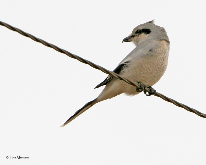 Northern Shrike