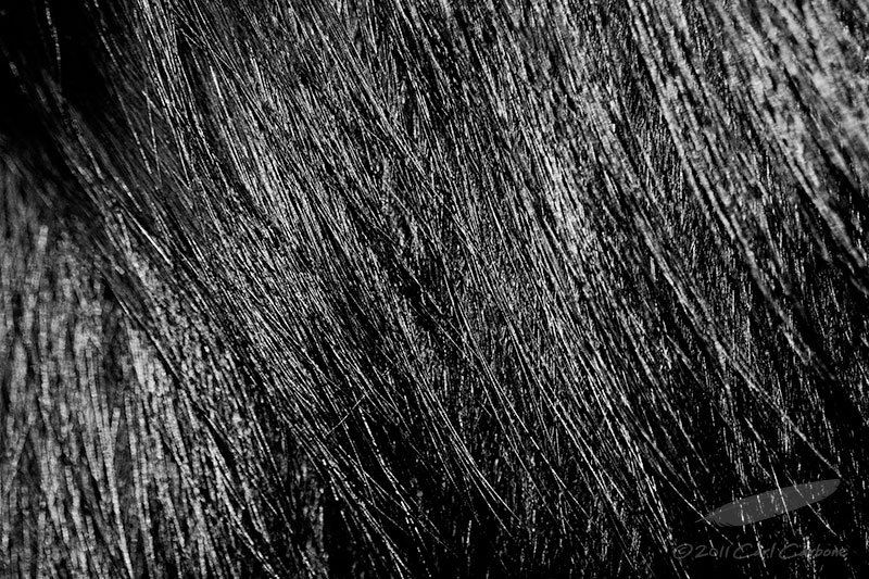 10/14/2011 - _MG_3925.jpg