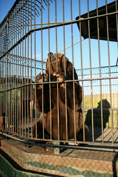 Bear - Space Farms