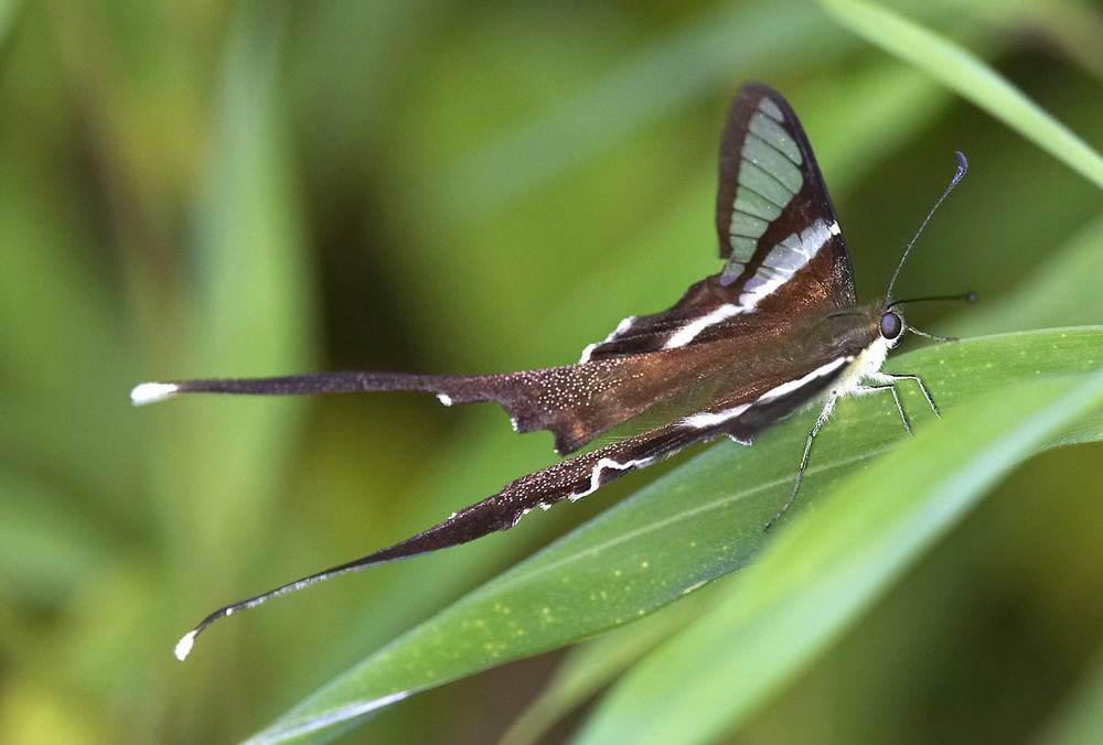 White Dragontail 燕鳳蝶 Lamproptera curius